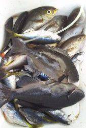 伊豆下田フィッシング 釣果