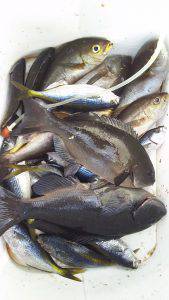 伊豆下田フィッシング 釣果