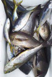 伊豆下田フィッシング 釣果