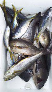 伊豆下田フィッシング 釣果