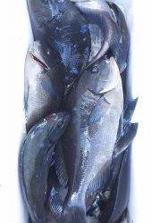 伊豆下田フィッシング 釣果