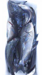 伊豆下田フィッシング 釣果