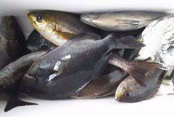 伊豆下田フィッシング 釣果