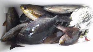 伊豆下田フィッシング 釣果