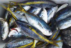 伊豆下田フィッシング 釣果