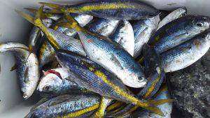 伊豆下田フィッシング 釣果