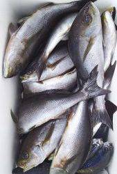 伊豆下田フィッシング 釣果