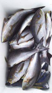 伊豆下田フィッシング 釣果