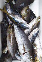 伊豆下田フィッシング 釣果