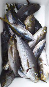 伊豆下田フィッシング 釣果