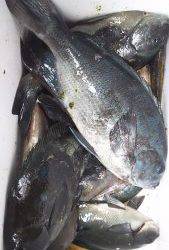 伊豆下田フィッシング 釣果