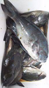 伊豆下田フィッシング 釣果