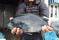 伊豆下田フィッシング 釣果