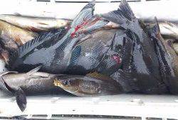 伊豆下田フィッシング 釣果