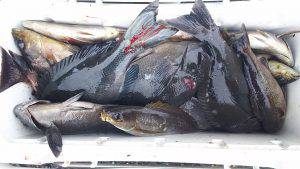 伊豆下田フィッシング 釣果