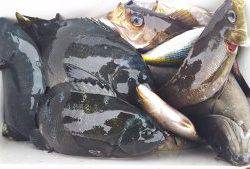 伊豆下田フィッシング 釣果