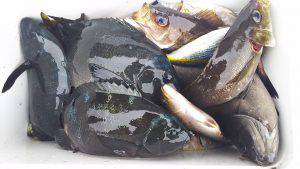 伊豆下田フィッシング 釣果