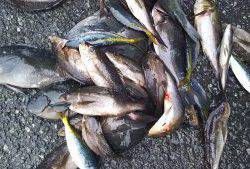 伊豆下田フィッシング 釣果