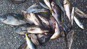 伊豆下田フィッシング 釣果