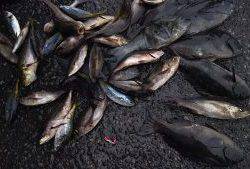 伊豆下田フィッシング 釣果