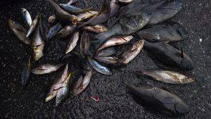 伊豆下田フィッシング 釣果