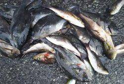 伊豆下田フィッシング 釣果