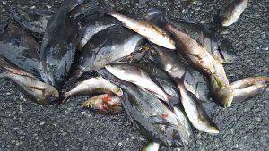 伊豆下田フィッシング 釣果