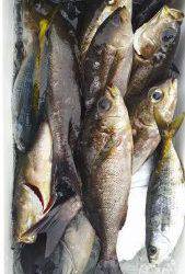 伊豆下田フィッシング 釣果