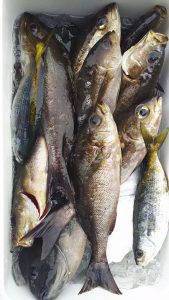 伊豆下田フィッシング 釣果