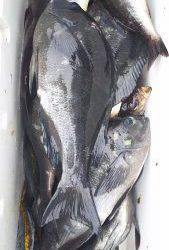 伊豆下田フィッシング 釣果