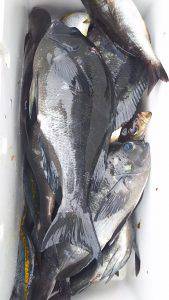 伊豆下田フィッシング 釣果