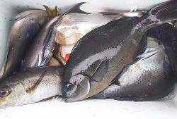 伊豆下田フィッシング 釣果