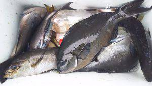 伊豆下田フィッシング 釣果