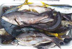 伊豆下田フィッシング 釣果