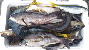 伊豆下田フィッシング 釣果