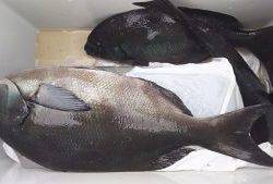 伊豆下田フィッシング 釣果