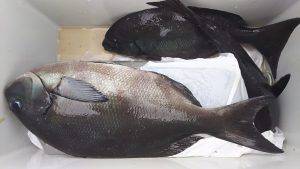 伊豆下田フィッシング 釣果