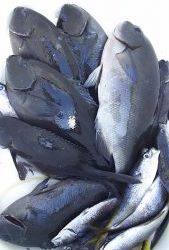 伊豆下田フィッシング 釣果