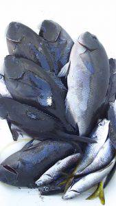 伊豆下田フィッシング 釣果