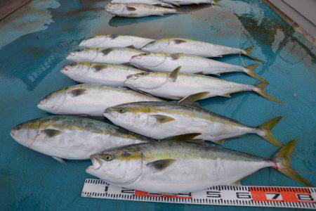 アジアマリンサービス 釣果