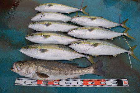 アジアマリンサービス 釣果