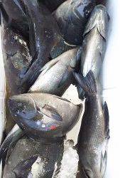 伊豆下田フィッシング 釣果