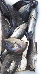 伊豆下田フィッシング 釣果