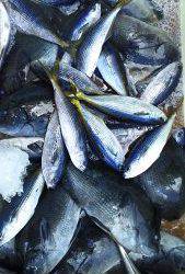 伊豆下田フィッシング 釣果