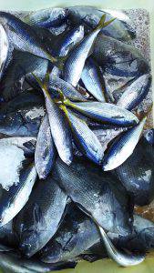 伊豆下田フィッシング 釣果