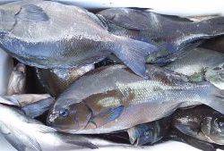 伊豆下田フィッシング 釣果