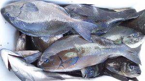 伊豆下田フィッシング 釣果