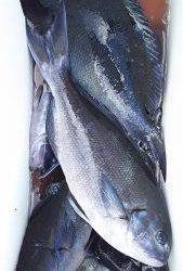 伊豆下田フィッシング 釣果