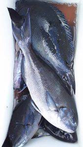 伊豆下田フィッシング 釣果