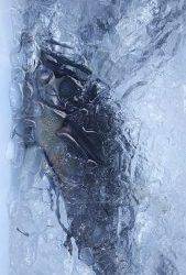 伊豆下田フィッシング 釣果